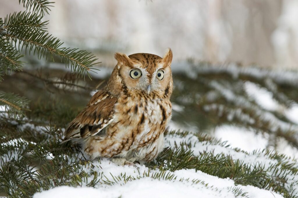 Eastern Red Screech Owl - Wildlife inspire us to live more susatainbly