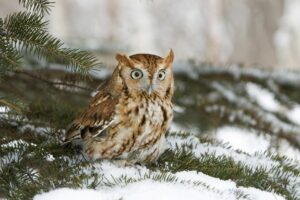 Eastern Red Screech Owl - Nature and Wildlife inspire sustainable behavior