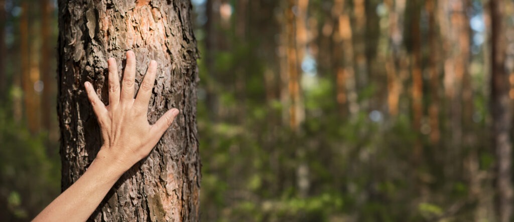 woman's hand on a pine tree in a forest